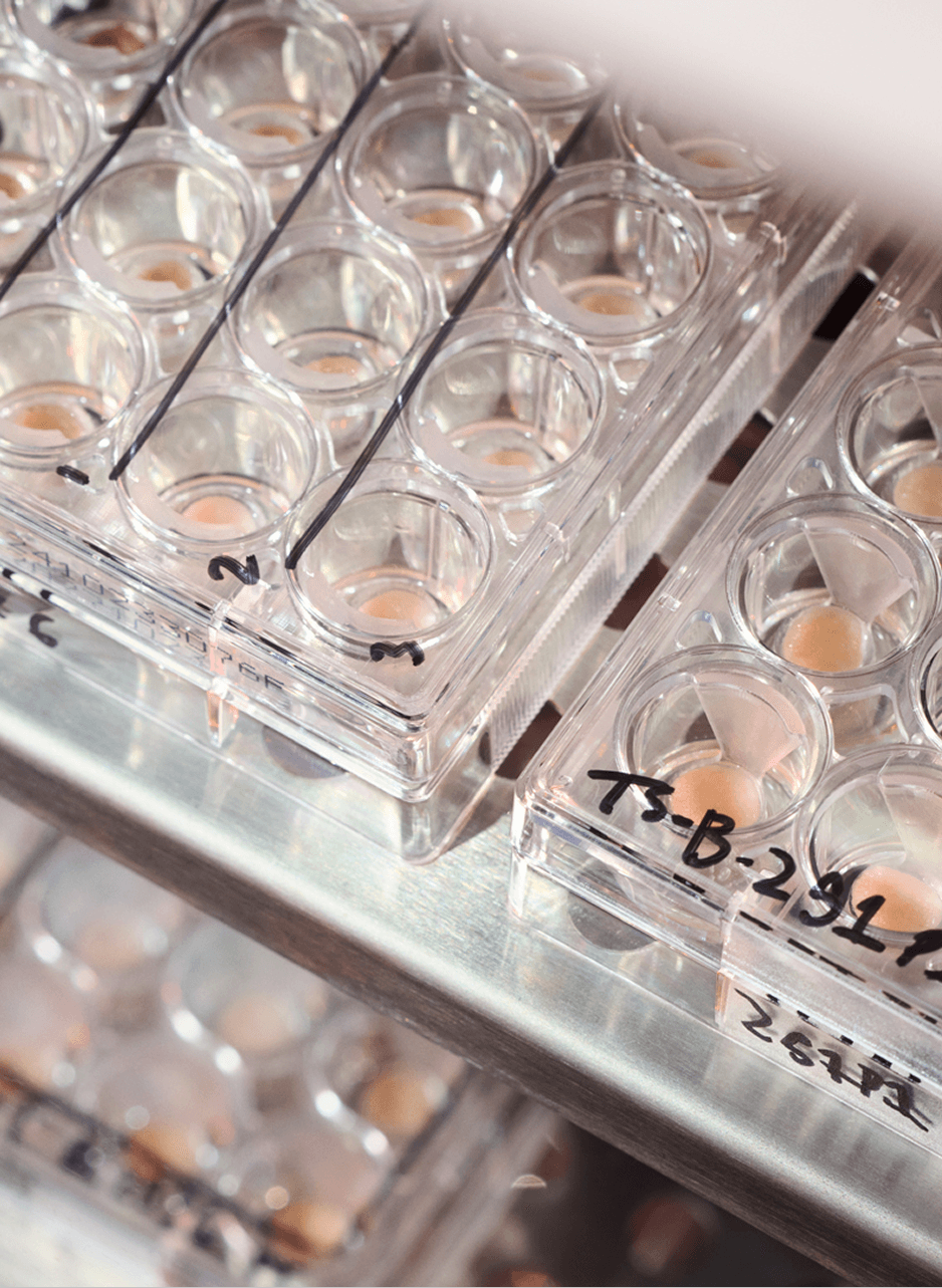 Close up of trays in incubator